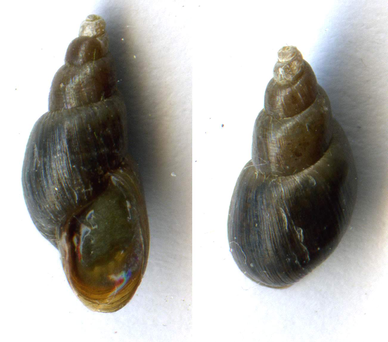Galba (Galba) truncatula (O.F. Mller, 1774)